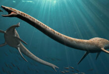 Underwater:2t0bkonfvzg= Dinosaur Fossils