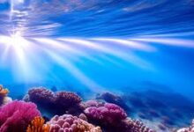 Underwater:3u1qizs_9ra= Coral Reef:R_Tayw-Itiw= Ocean