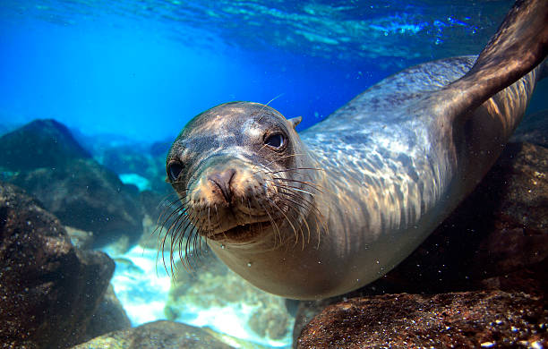 Underwater:7r4r4tqznom= Sea Lion