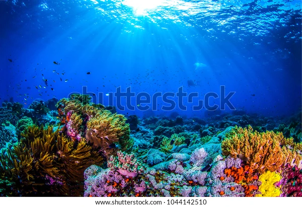 Underwater:3u1qizs_9ra= Coral Reef:G4touqndfec= Ocean