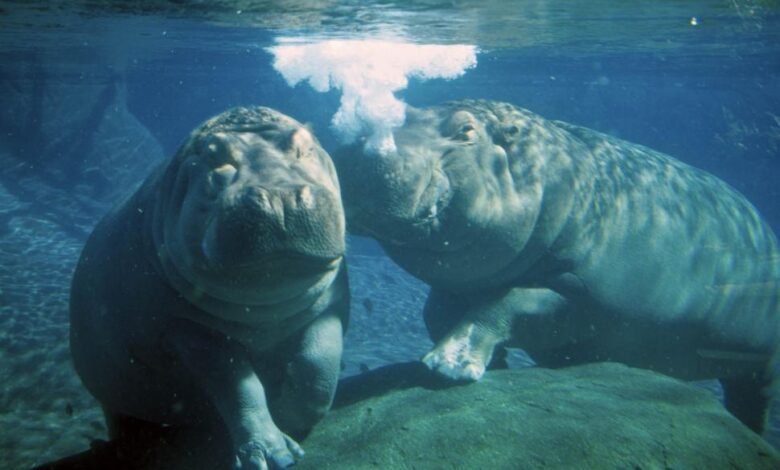 Underwater:1udi7n-Anoe= Hippo