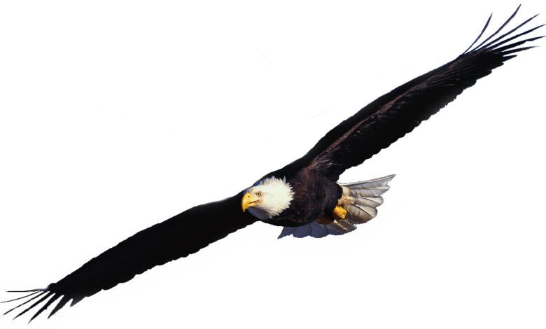 Clip Art:_Jj3zrr4nzi= Eagle