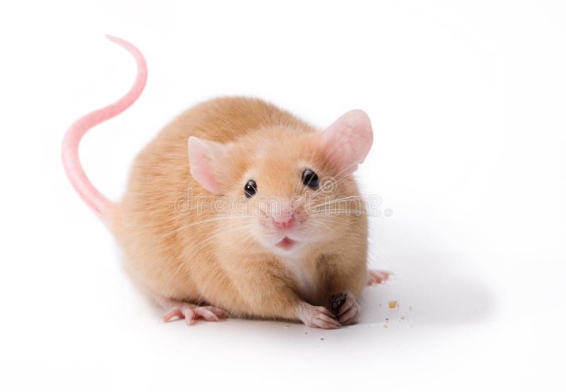 Animal:Yzozt5bfcfa= Mouse