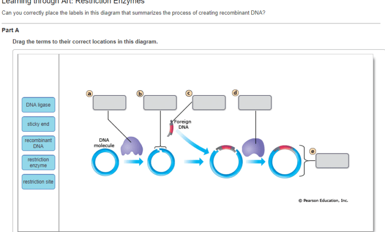 Learning Through Art: Restriction Enzymes