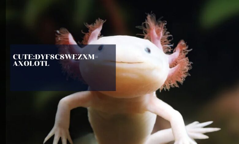 Cute:9hvtaqpxk5e= Axolotl