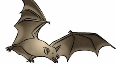 Clipart:H80clp349va= Bat