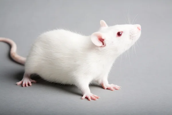 Animal:Yzozt5bfcfa= Mouse