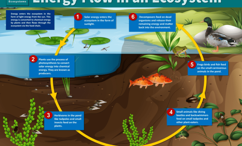 Learning Through Art: Energy Flow Through an Ecosystem