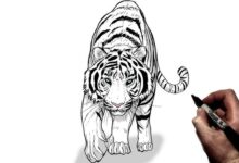 Drawing:Xms2zhd83gq= Tiger