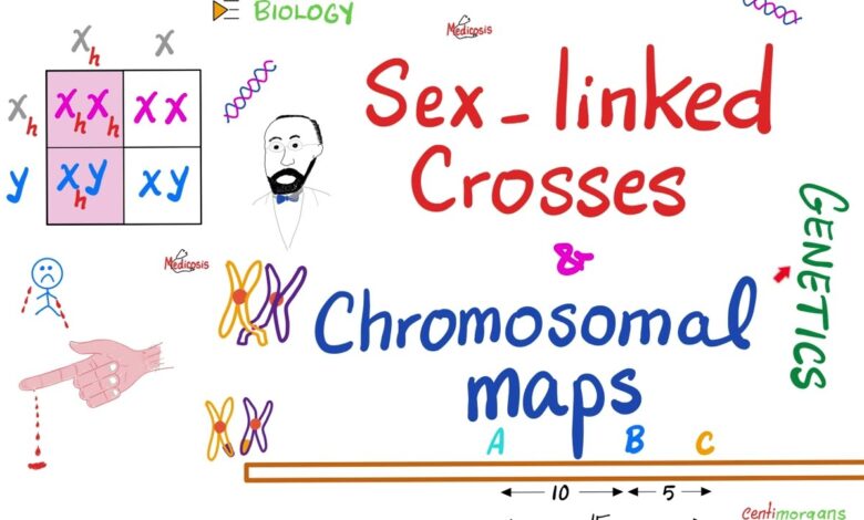 Learning Through Art: Sex-Linked Cross