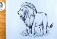 Drawing:Aahhn84abxq= Lion