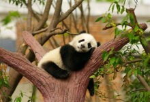 Cute:Gkwecbnvlcu= Panda