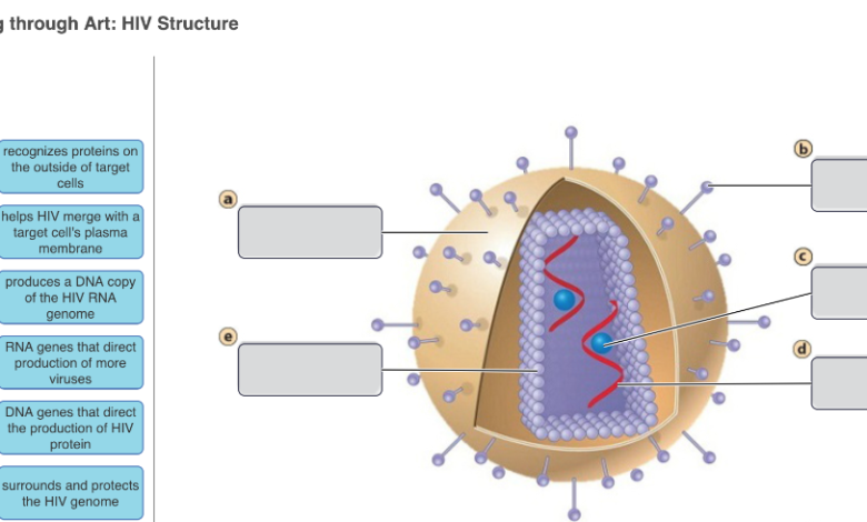 Learning Through Art: Hiv Structure