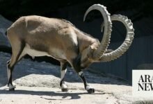 Mountain Goat Dinar News