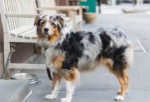 Miniature American Shepherd News