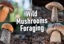 Colorado Porcini Bolte 2024 News