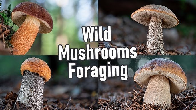 Colorado Porcini Bolte 2024 News