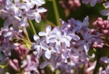 gender neutral fragrances collection