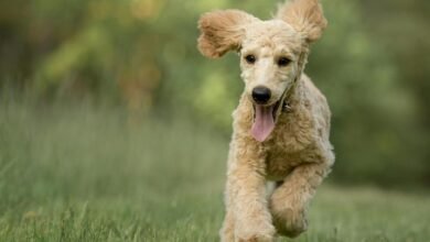 goldendoodle breed origins explained