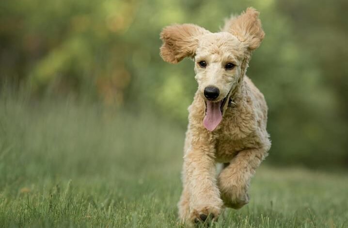 goldendoodle breed origins explained