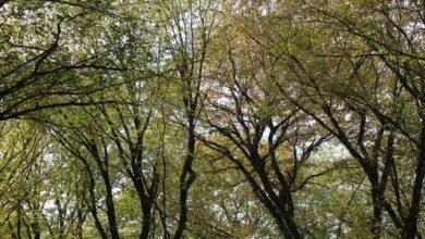 starbucks odyssey december launch