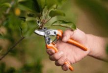 What Is Tree Pruning? & Its Importance in Springfield, MO