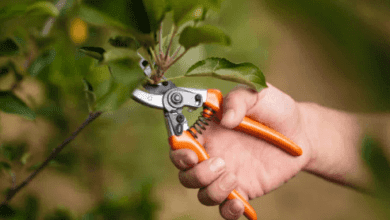 What Is Tree Pruning? & Its Importance in Springfield, MO
