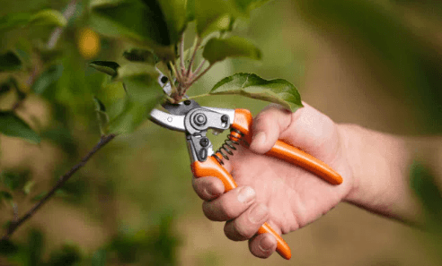 What Is Tree Pruning? & Its Importance in Springfield, MO